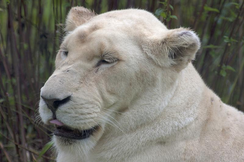 Cjp_2011_08_03_084147 (1).jpg